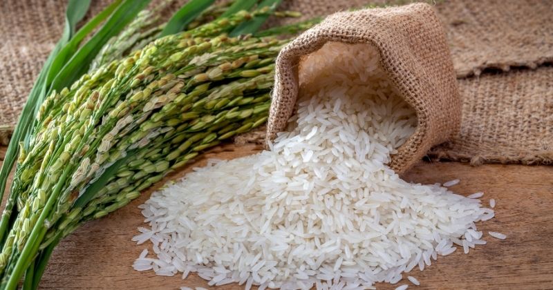 Hành trình gạo ST25 và Jasmine chinh phục cộng đồng kiều bào quốc tế