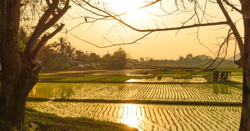 Khám Phá Văn Hóa Lúa Nước Việt Nam: Từ Cội Nguồn Đến Tinh Hoa Hạt Gạo Hiện Đại 2 Nền văn minh lúa nước là chiếc nôi nuôi dưỡng tâm hồn, tín ngưỡng và tinh thần đoàn kết của dân tộc Việt Nam hàng ngàn năm qua.