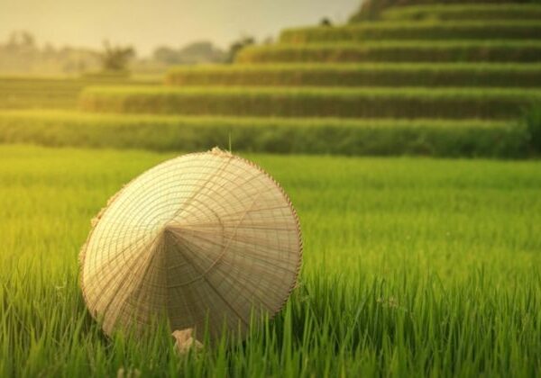 Văn Hóa Lúa Nước Việt Nam