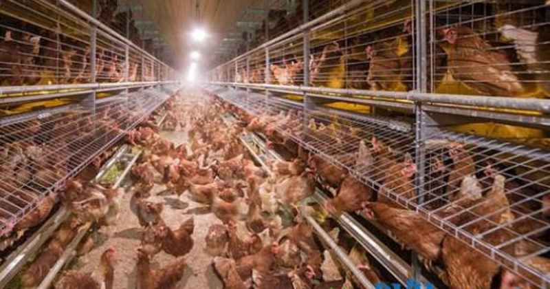 Các trại gà lớn thành công tại Mỹ
