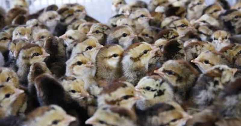 thu nhập trại gà tại mỹ